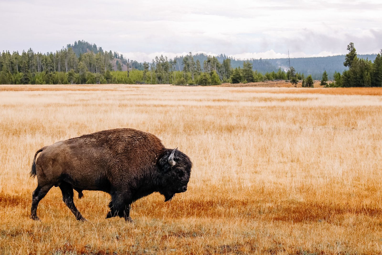 Bison grazing in a Yellowstone field